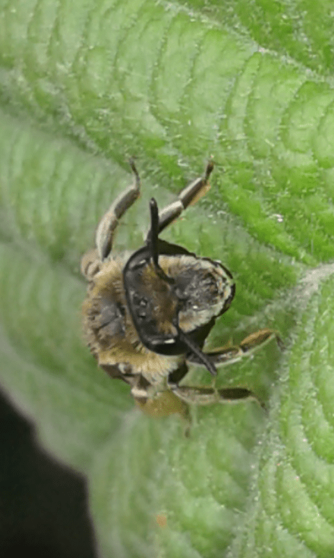 Andrena sp. (Apidae Andreninae)?